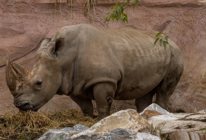 Terra Natura Murcia celebra este miércoles, 17 de septiembre, el 39 cumpleaños de 'Chiqui', el rinoceronte blanco más longevo de los dos con los que cuentan las instalaciones