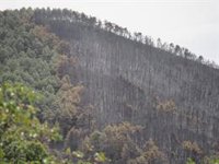 El fuego arrasa 341.203,96 hectáreas en España hasta el 7 de septiembre, según MITECO