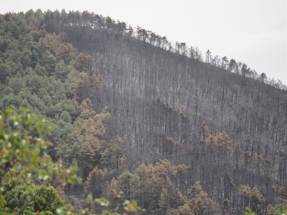 Zona calcinada por el incendio forestal en Urraúl Alto.