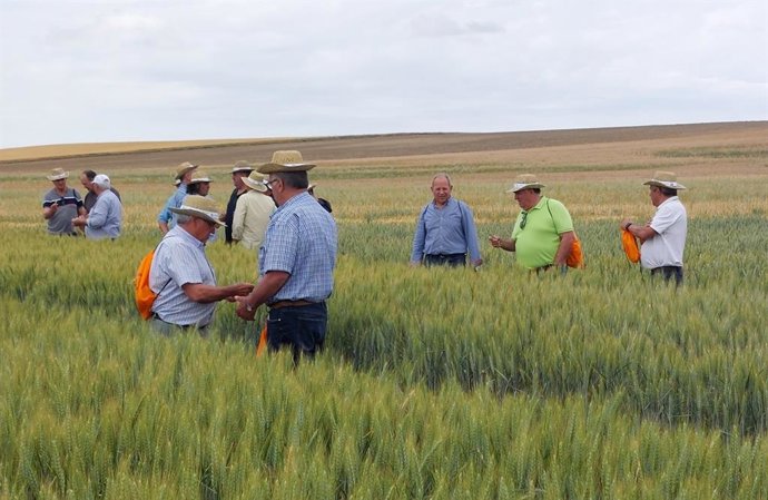 Campo demostrativo de cereal de UPA en Mamblas (Ávila).
