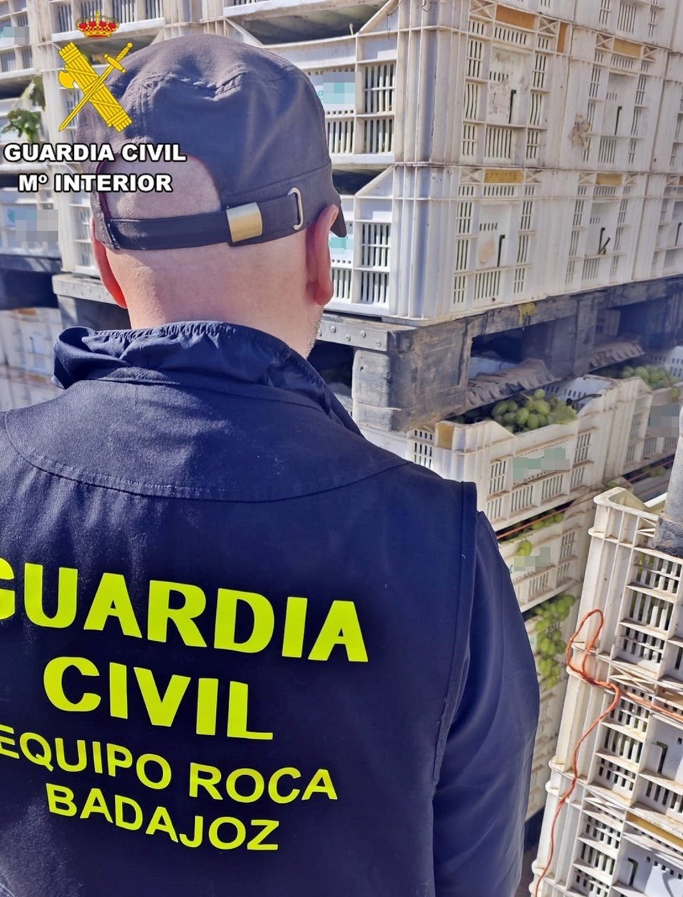 Inspección de la uva