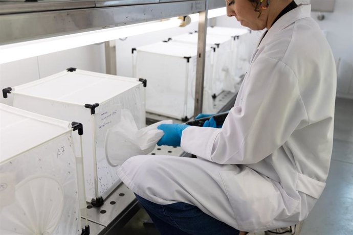 Pruebas de detección del virus del Nilo en mosquitos.