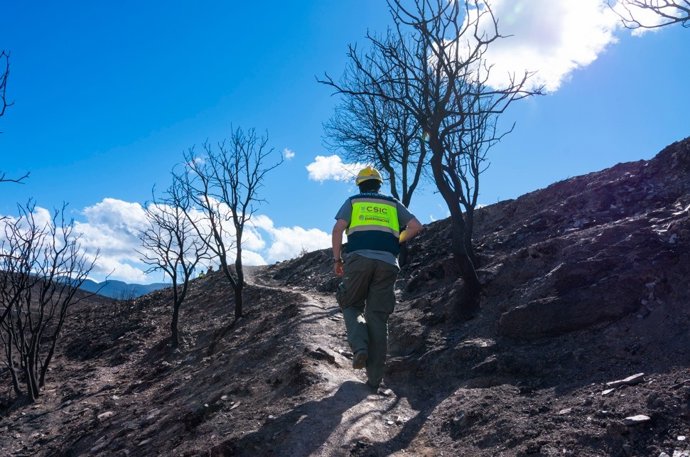 Un técnico de CSIC en el paraje de Las Médulas, afectado por el incendio que se inició elk día 9 de agosto en Yeres.