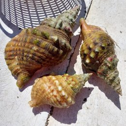 Archivo - Caracolas de la especie 'Charonia lampas'. 