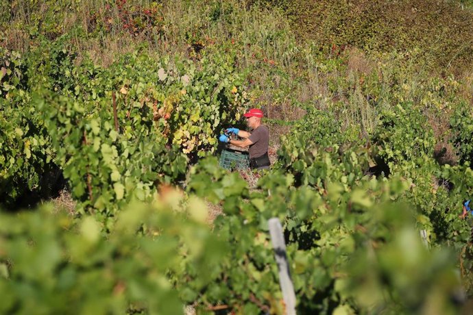 Un hombre durante la vendimia  