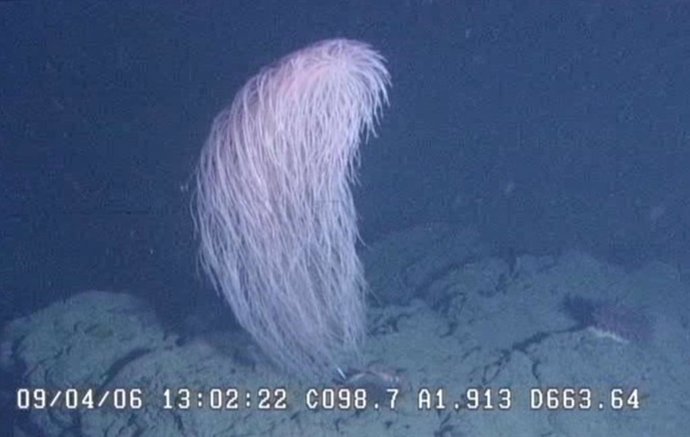 Iridogorgia chewbacca