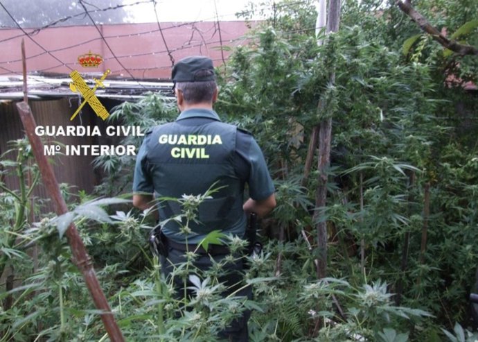 Plantas de marihuana incautadas