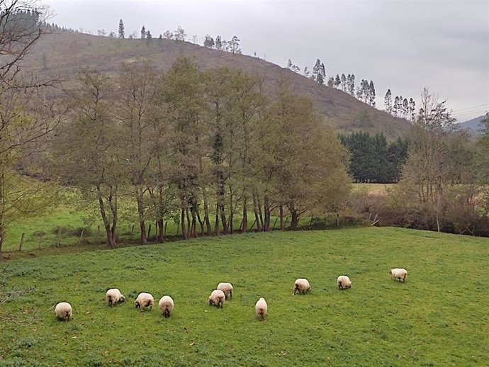 Archivo - Ovejas en un paraje de Bizkaia