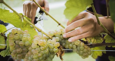 EpAgro - Agricultura