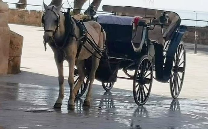 Archivo - Calesa de caballos en Palma.