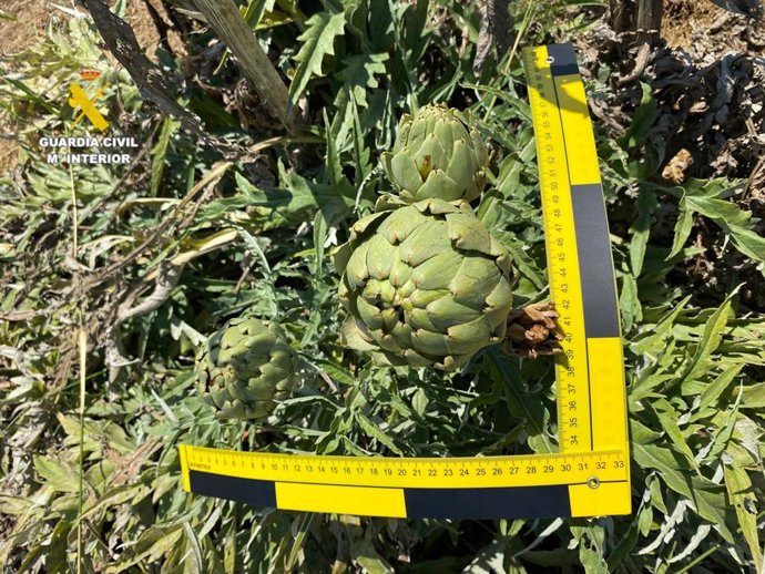 Investigada una personar por producir de forma fraudulenta alcachofa 'Green Queen' en Vinaròs