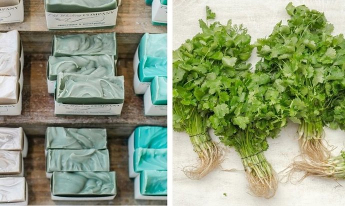 ¿Por Qué El Cilantro Te Sabe A Jabón?