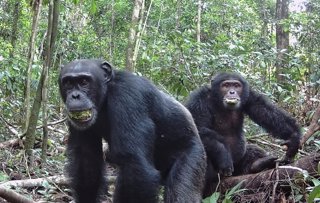 Dos chimpancés machos con bocados del fruto parecido a la ciruela del árbol perenne Parinari excelsa en el Parque Nacional de Taï en Costa de Marfil en 2021.