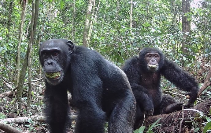 Dois chimpanzés machos com mordidas de frutas parecidas com ameixas da árvore perene Parinari excelsa no Parque Nacional Taï, na Costa do Marfim, em 2021.