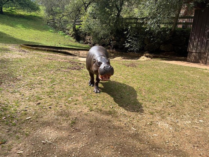 El hipopótamo pigmeo llegado a Cabárceno desde el Zoológico de Basilea