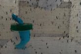 Foto: Una técnica pionera reduce hasta un 80 por ciento las poblaciones de mosquito tigre en la Comunitat Valenciana