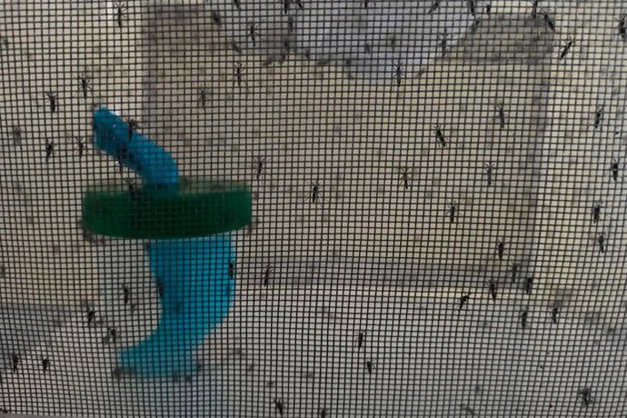 Imágenes de mosquitos tigre