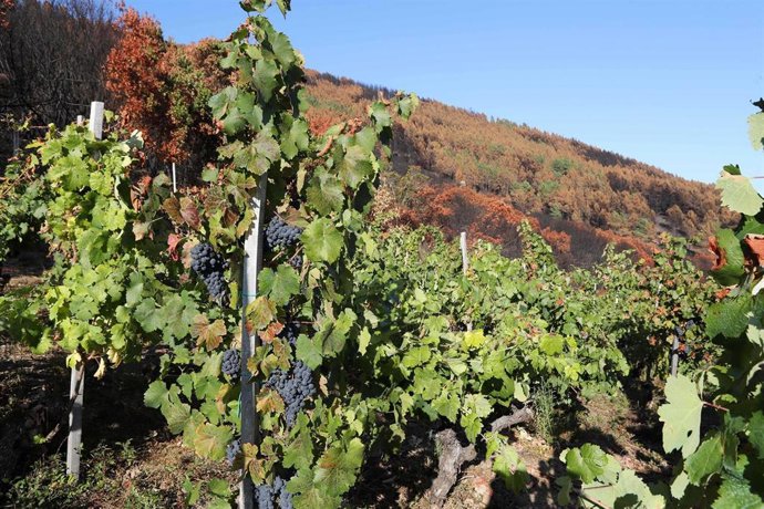 Uvas en una viña. Foto de archivo