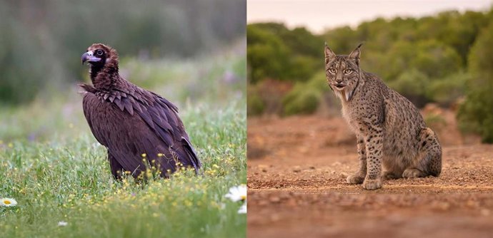 Ejemplares de buitre negro y lince ibérico como parte de las especies protegidas gracias a los proyectos de biodiversidad en los que participa Fundación Endesa.
