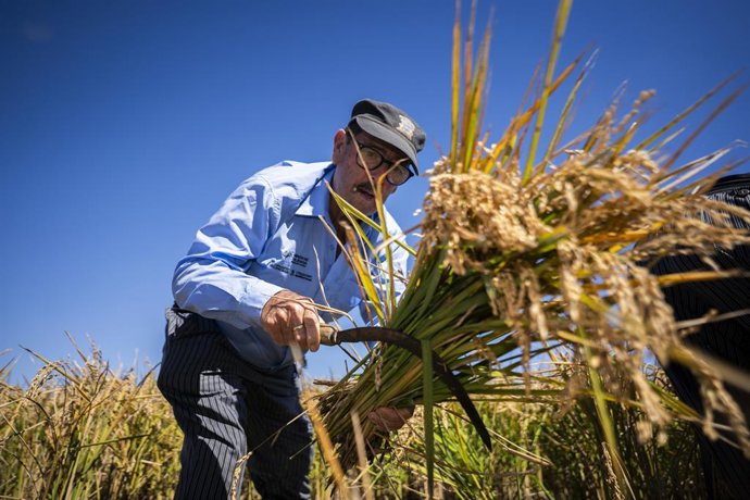Archivo - Fiesta de la Siega en Catarroja