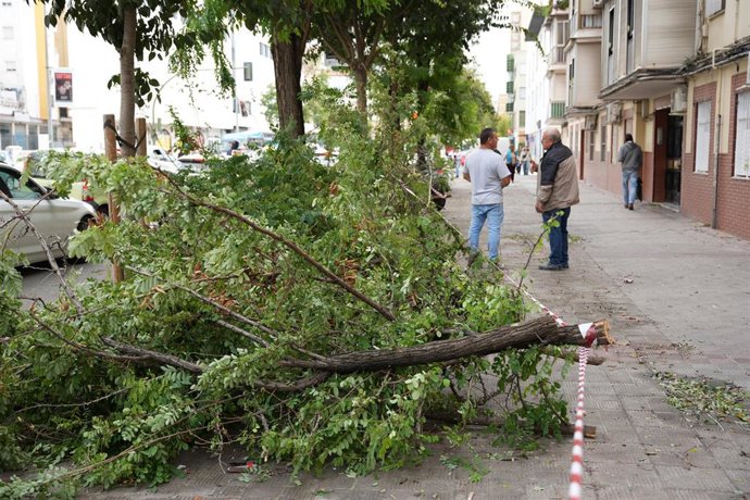 Archivo - Caída de un árbol sobre el acerado en foto de archivo e imagen de recurso.