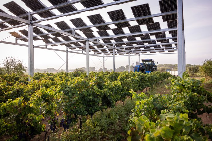 Planta agrovoltaica piloto de Familia Torres