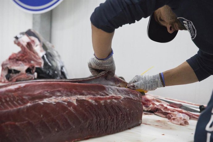 Un hombre despieza un atún durante la ‘levantá’ del atún en las inmediaciones de Barbate, a 27 de mayo de 2025, en Barbate, Cádiz, Andalucía (España). 