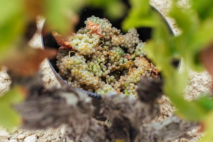 El quinto Boletín de Maduración destaca la "gran calidad" de la vendimia