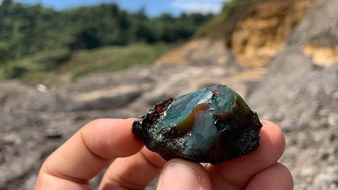 Uno de los ejemplares encontrados en la investigación