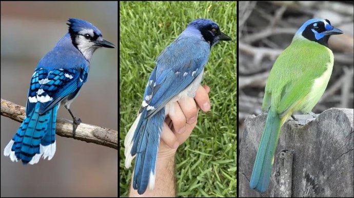 Um pássaro híbrido raro identificado no Texas (painel central) é o resultado do acasalamento entre um gaio azul macho (esquerda) e uma gaio verde fêmea (direita).