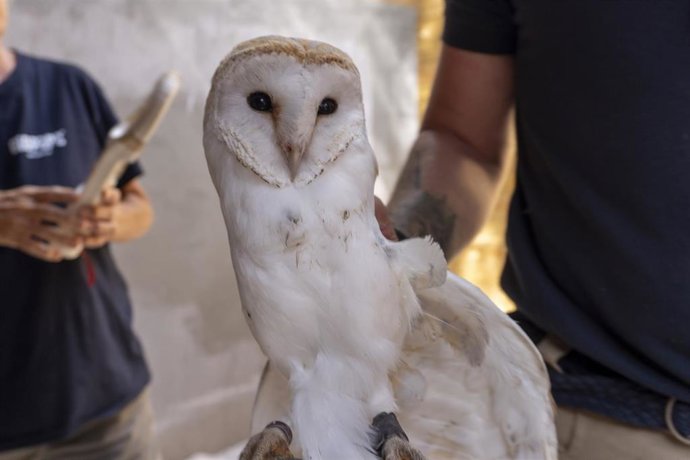 Un proyecto de lechuzas en Bioparc