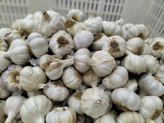 Archivo - Ajos de Las Pedroñeras.