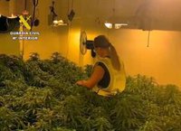 Guardia Civil detiene a dos individuos con más de un centenar de plantas de marihuana en una vivienda en Bullas