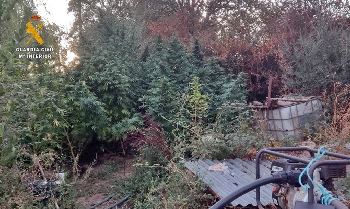 Plantación de marihuana