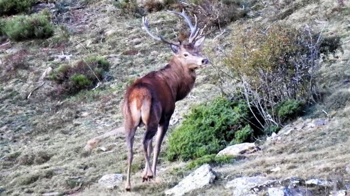 Abren al público varios puntos de observación en Catalunya para asistir a la berrea del ciervo.