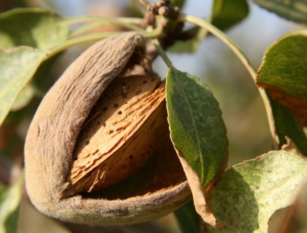 Detalle de una almendra en su árbol.