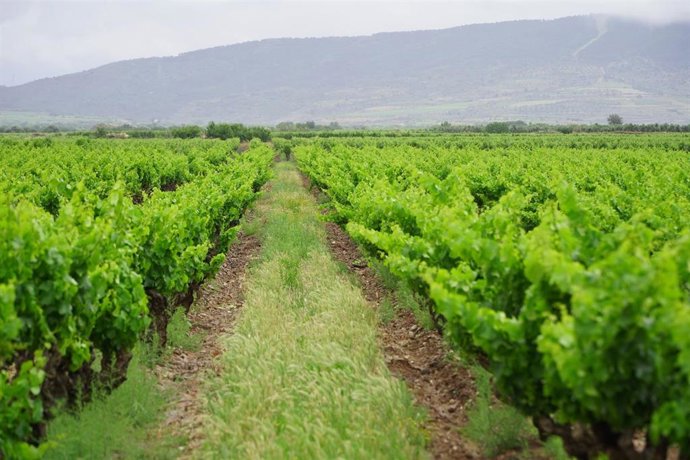 Archivo - Viñedo de Rioja