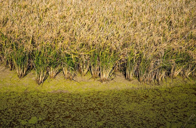 Archivo - Campos de arroz en las marismas del Guadalquivir. A 22 de octubre de 2024, en Sevilla (Andalucía, España).