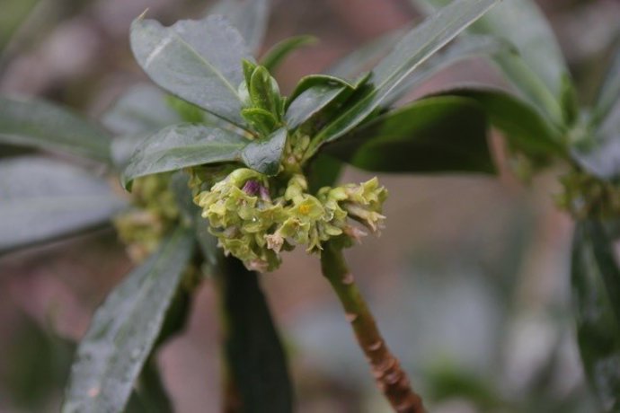 Archivo - Imagen de una flor verde-amarilla analizada en un estudio conjunto de la US y UPO. Imagen de archivo.