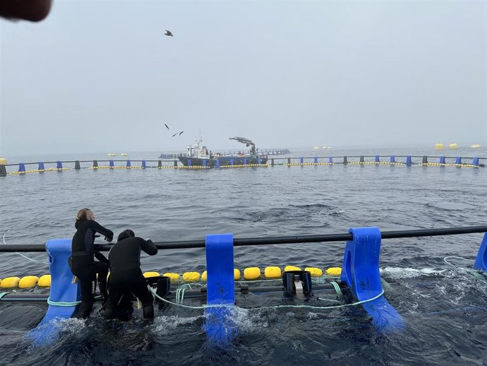 Proyecto de engorde de atunes rojos en la costa de Getaria.
