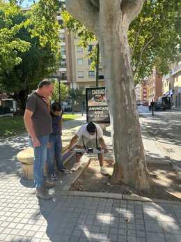 Trabajos de diagnóstico del arbolado urbano de Andújar