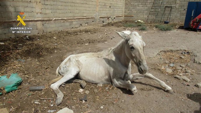 Uno de los équidos tuvo que ser sacrificado por el veterinario para evitarle un sufrimiento innecesario
