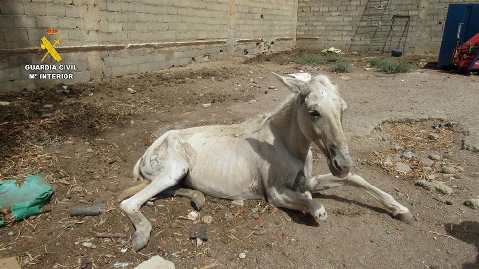 Uno de los équidos tuvo que ser sacrificado por el veterinario para evitarle un sufrimiento innecesario