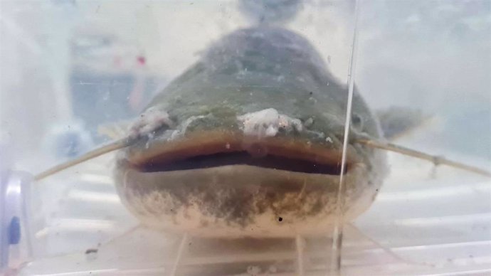 Archivo - Siluro. Imagen de archivo.