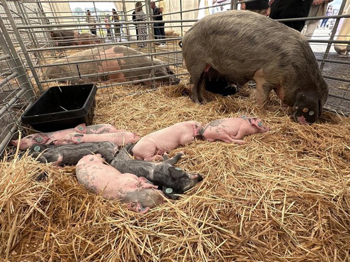 Concursu Nacional Gochu Asturcelta 2024