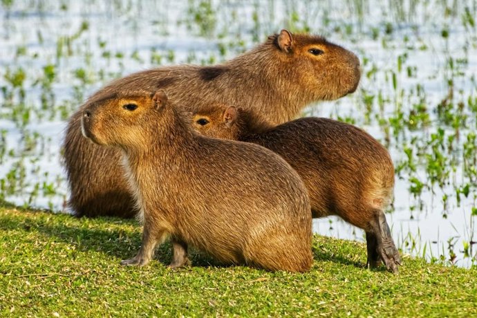 La fiebre de los capibaras: ¿por qué están tan de moda en 2025?