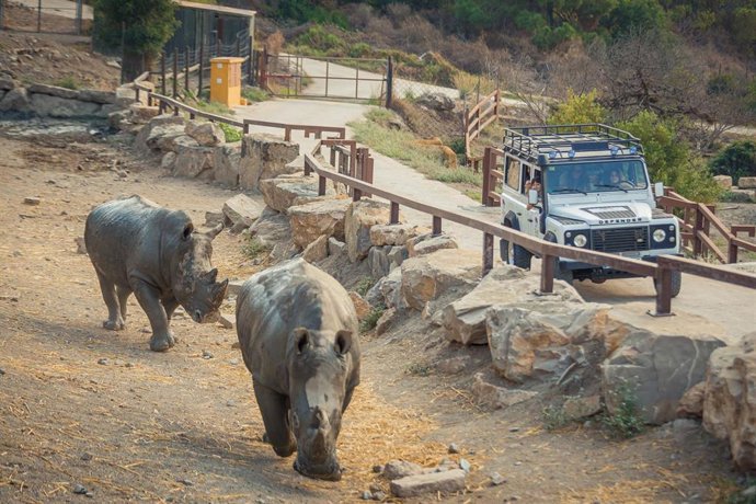Archivo - Sethemba y Akono, de nueve años, y Tayo, de ocho, son tres jóvenes machos adultos que conviven en la Reserva de los Lagos. Los  visitantes de Selwo Aventura, cuando realizan el Safari Serengueti, los pueden contemplar a corta distancia.