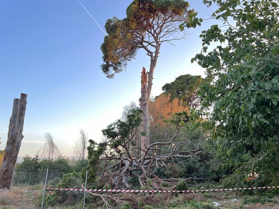 Caída de gran parte del ramaje de uno de estos ejemplares el pasado 19 de septiembre