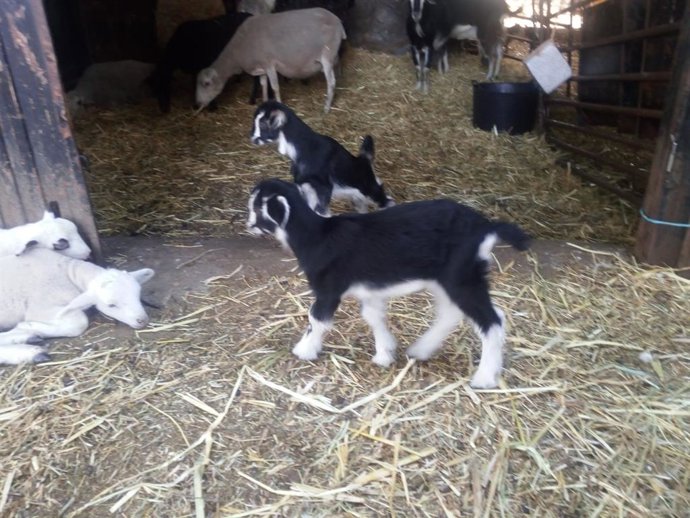 Archivo - Cabras en Majaelrayo.