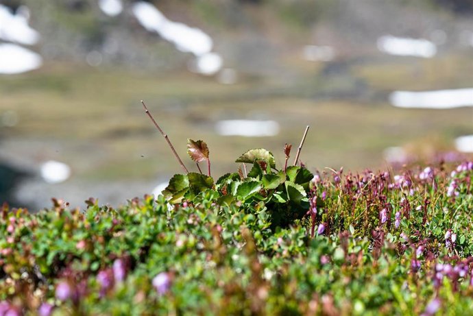 El avance de las plantas boreales podría tener efectos sobre el clima, la fauna y comunidades humanas